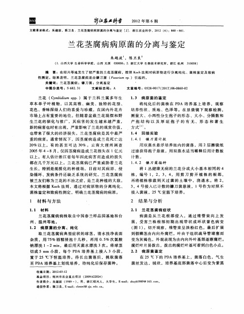 兰花茎腐病病原菌的分离与鉴定