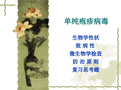 医学微生物学病毒单纯疱疹病毒课件