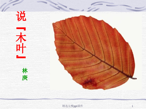 说木叶课件(实用)