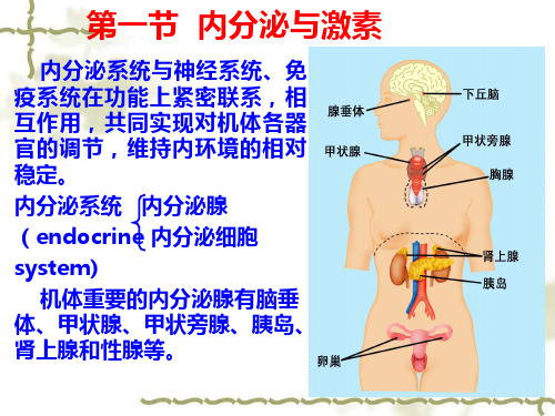 内分泌本科PPT课件