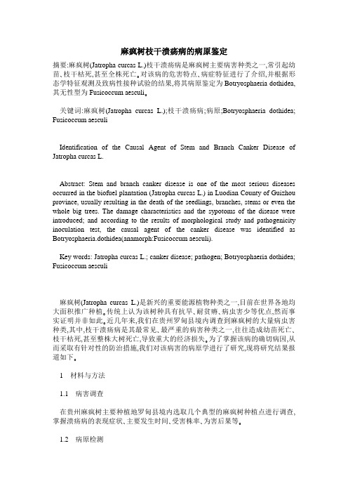 麻疯树枝干溃疡病的病原鉴定