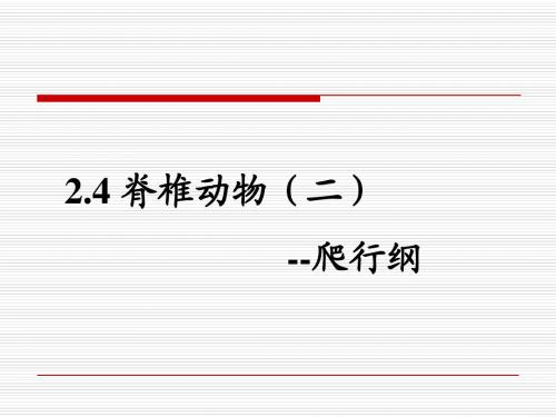 2.4爬行纲