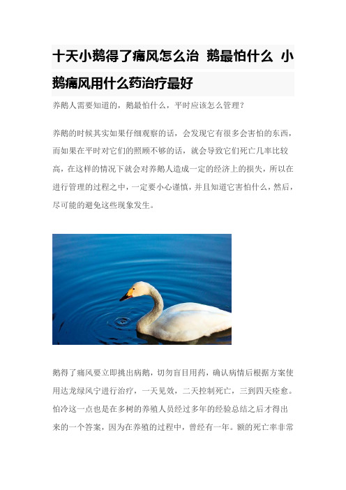 十天小鹅得了痛风怎么治 鹅最怕什么 小鹅痛风用什么药治疗最好