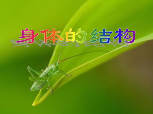身体的结构 我们的身体PPT优秀课件3