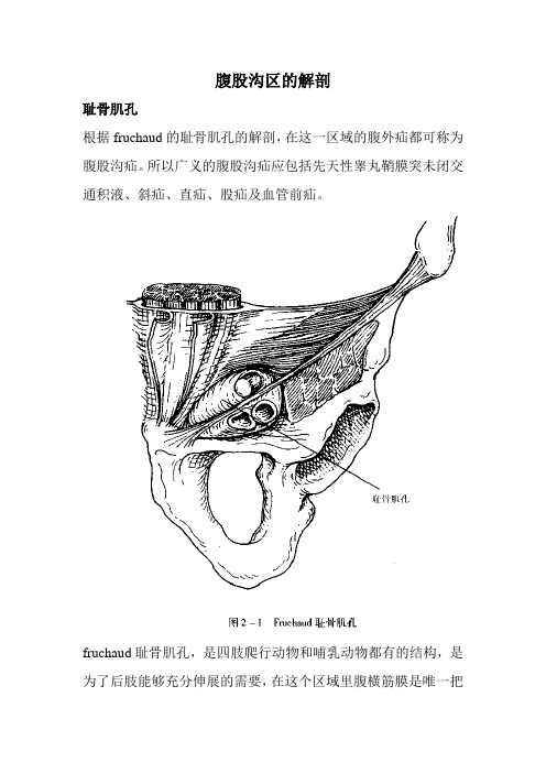 腹股沟区的解剖