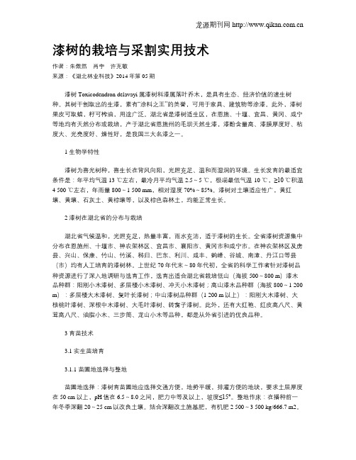 漆树的栽培与采割实用技术