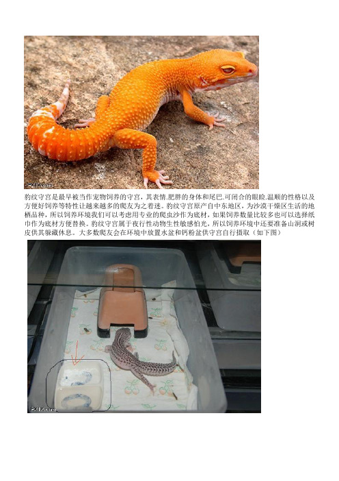 豹纹守宫简介