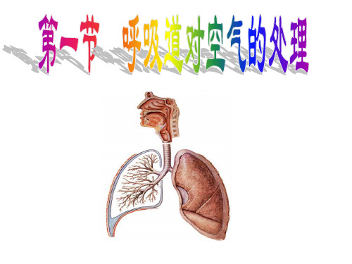 七年级生物下册《第四单元第三章第二节 呼吸道对空气的处理》课件 新人教版