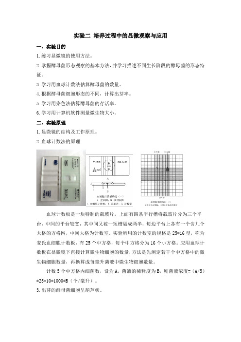 实验报告范例