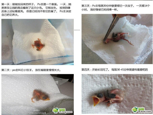 《鸟》专题 苏教版 优秀课件