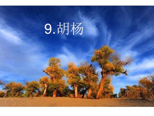 9、西风胡杨