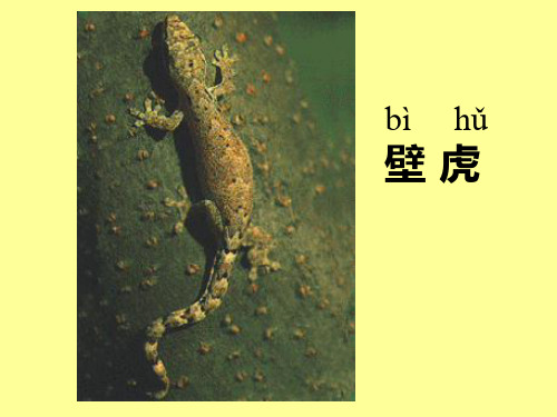 语文一年级下人教新课标课文21《小壁虎借尾巴》课件(25张)