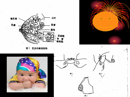 讲产褥期母保健乳喂养技巧及孕期乳房.pp t ppt课件