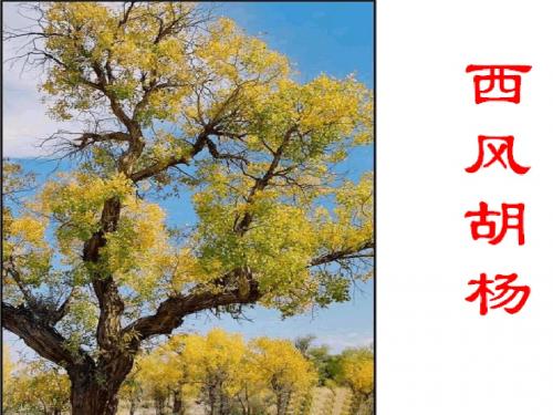 五年级上册语文课件-9 西风胡杨 ｜语文S版 (共25张PPT)