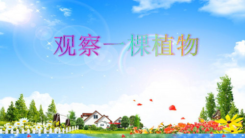 一年级上册科学《观察一棵植物》教科版