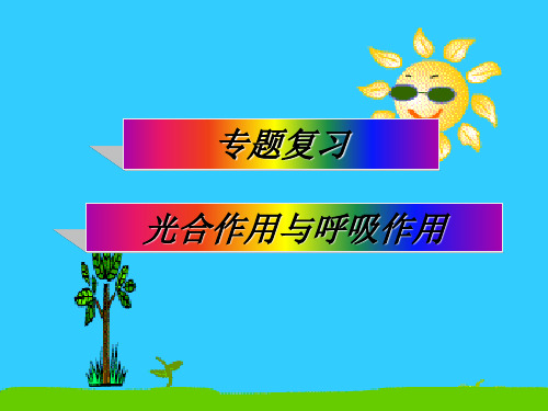 初中生物  专题复习：光合作用与呼吸作用 人教版精品课件