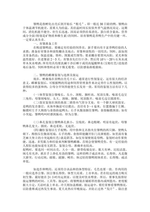 雏鸭的饲养管理