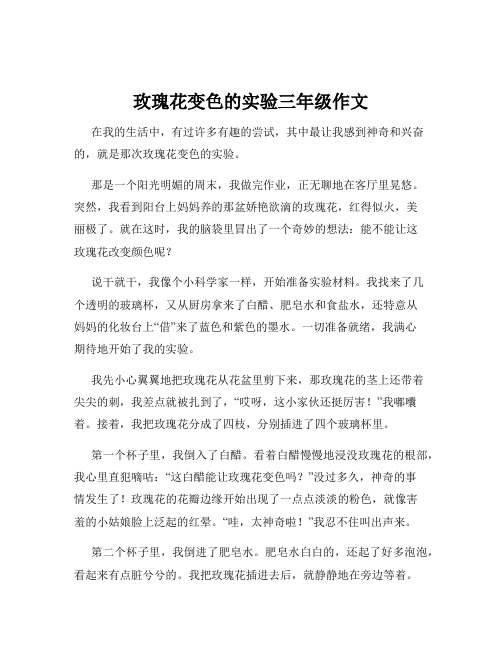 玫瑰花变色的实验三年级作文