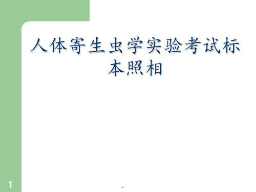 人体寄生虫学实验考试PPT课件