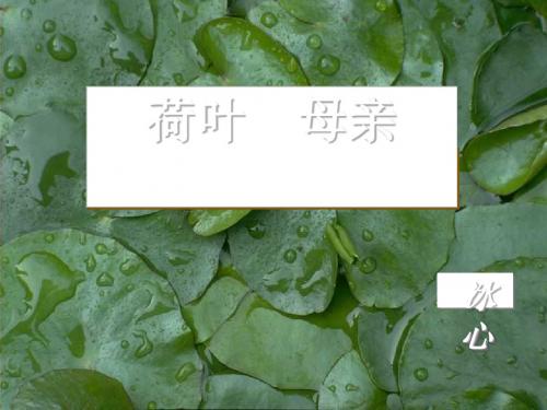 散文诗两首之《荷叶母亲》ppt课件完美版