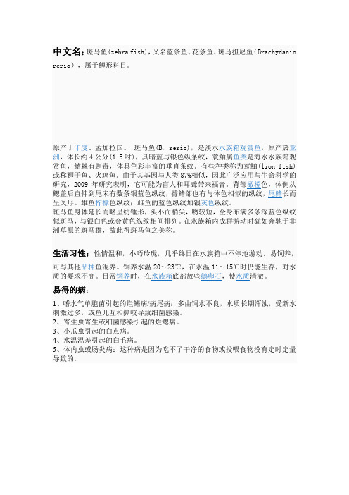 斑马鱼