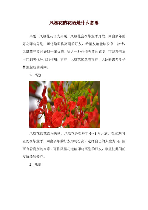 凤凰花的花语是什么意思