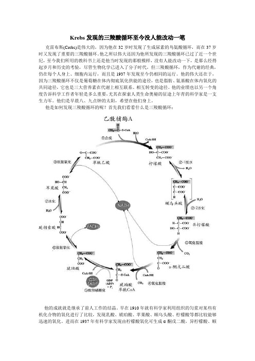 Krebs发现的三羧酸循环至今没人能改动一笔