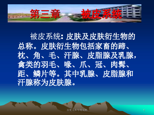 被皮系统