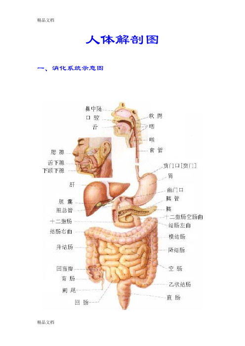 人体解剖及穴位图谱复习课程