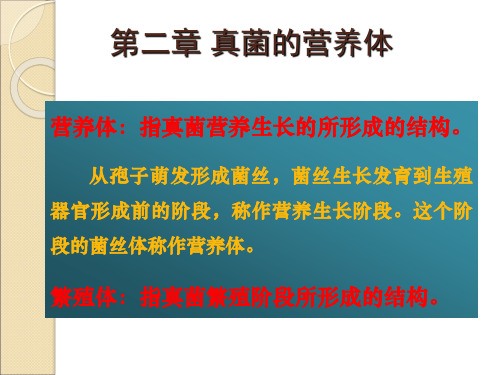 真菌的营养体