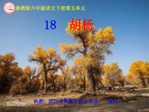 【18】《胡杨》