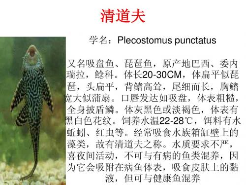 观赏鱼