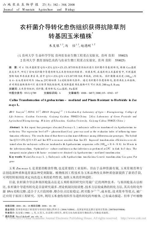 农杆菌介导转化愈伤组织获得抗除草剂转基因玉米植株