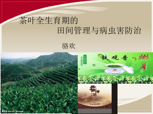 茶叶全生育期-----LH
