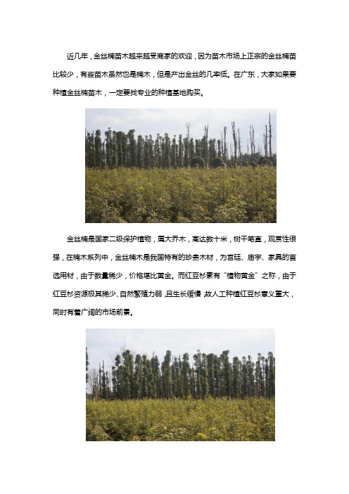 广东哪里可以买金丝楠苗木