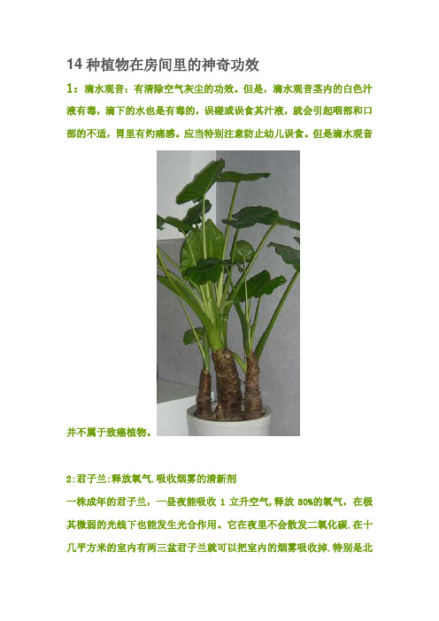 14种植物在房间里的神奇功效