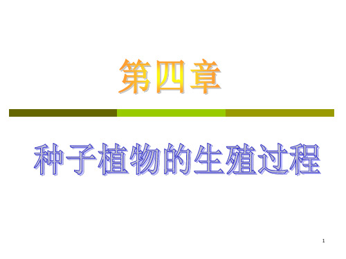种子植物的生殖过程 ppt课件