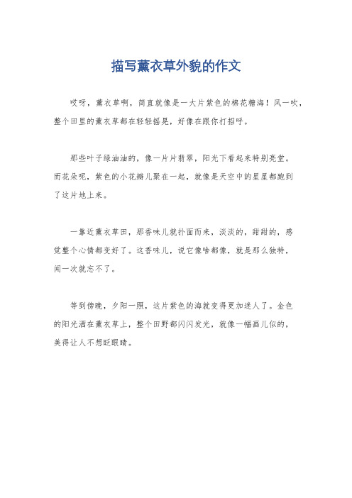 描写薰衣草外貌的作文
