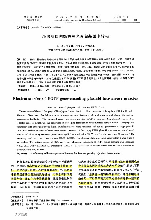 小鼠肌肉内绿色荧光蛋白基因电转染