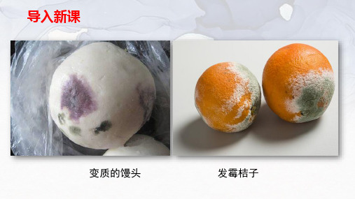 第一节《细菌和真菌的分布》-河南省郑州市金水区第七十六中学八