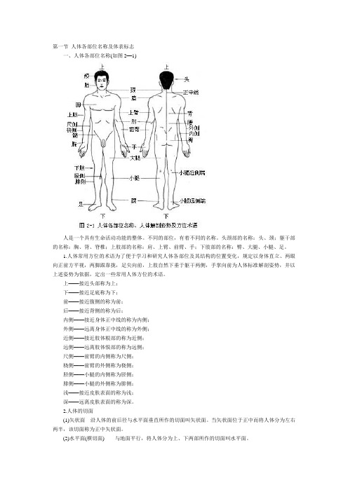 人体骨骼解剖