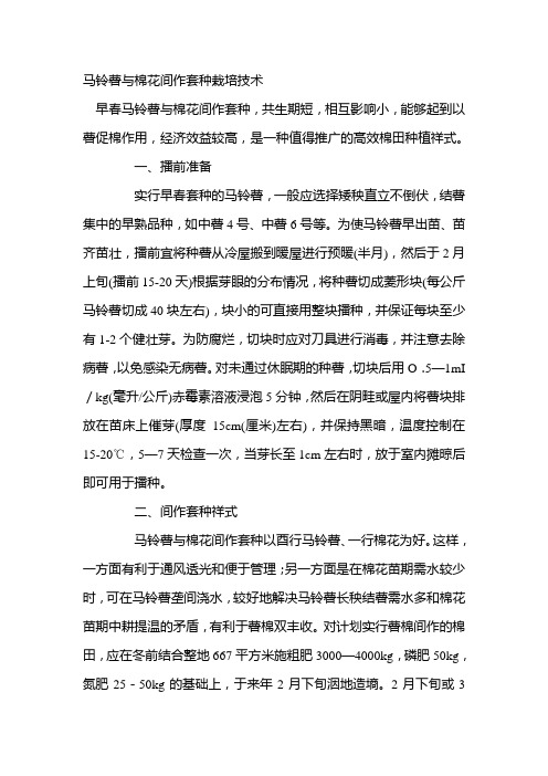 马铃薯与棉花间作套种栽培技术