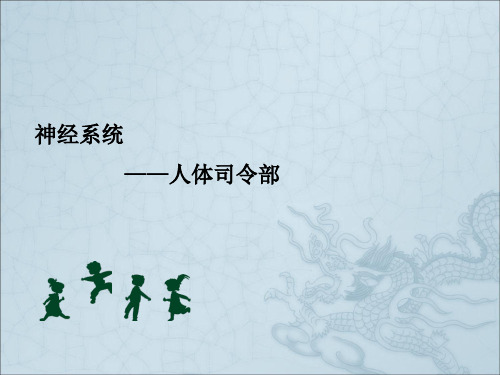 学前儿童卫生与保育 第七节  神经系统ppt课件