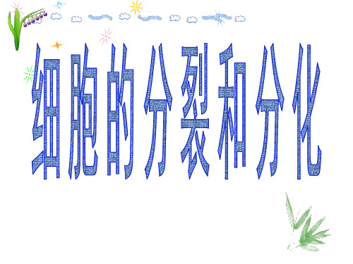 苏教版初中生物七年级上册 2.3.3 细胞分裂与分化 课件(共21张PPT) (1)