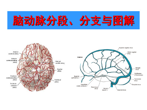 脑动脉解剖图解