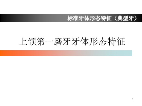 上颌第一磨牙牙体形态简述PPT演示课件