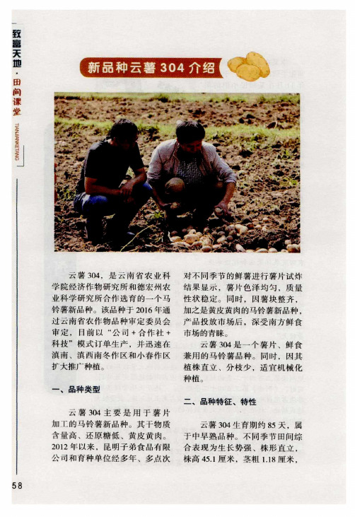 新品种云薯304介绍