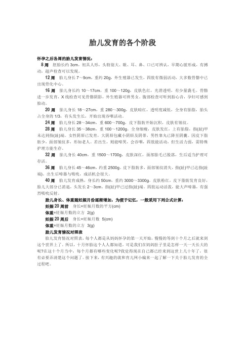 胎儿发育的各个阶段