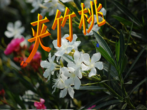六年级下语文课件夹竹桃_苏教版