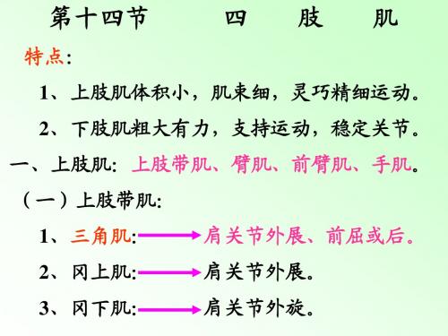 四肢肌